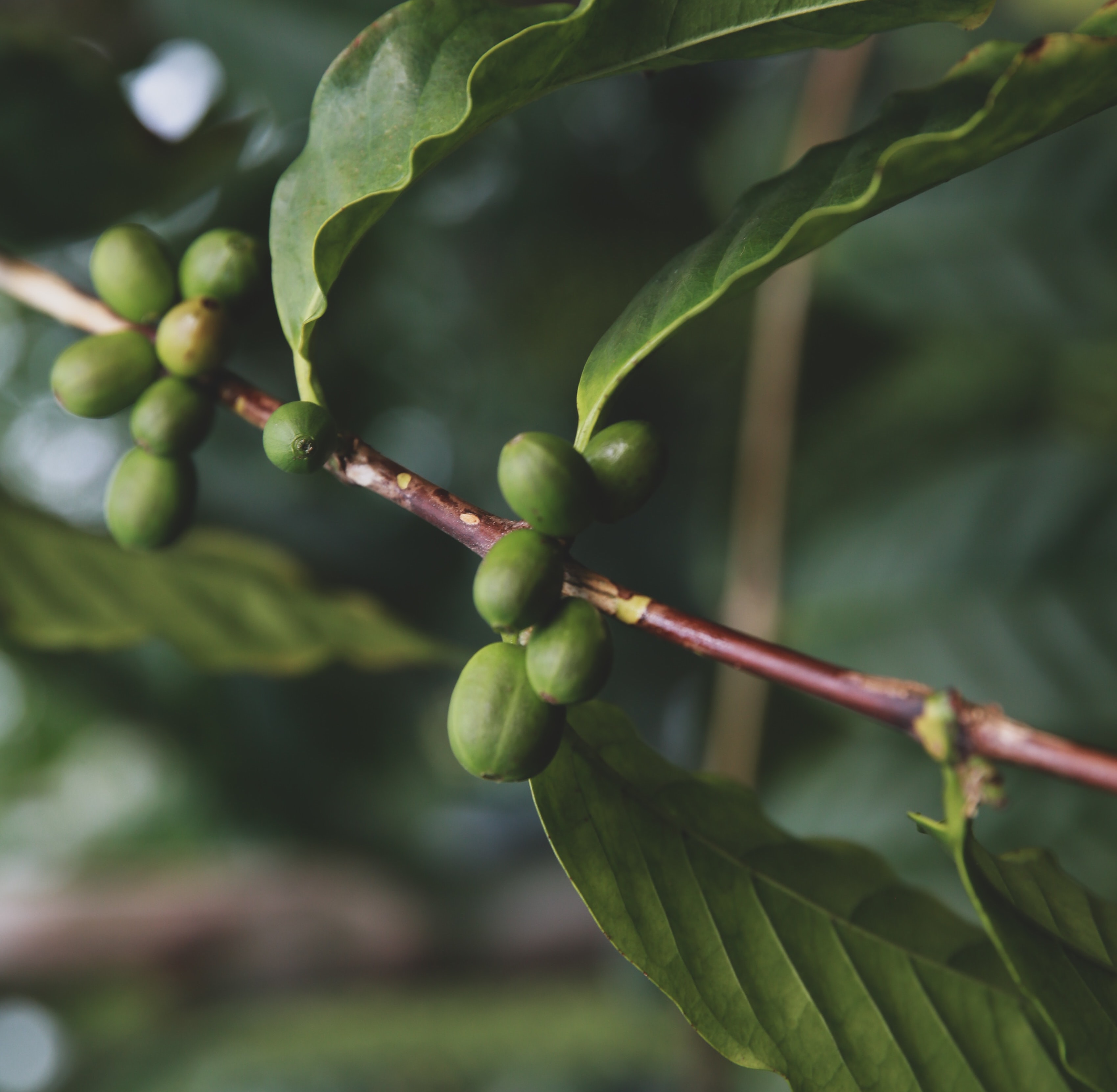 coffee bean green Cherry