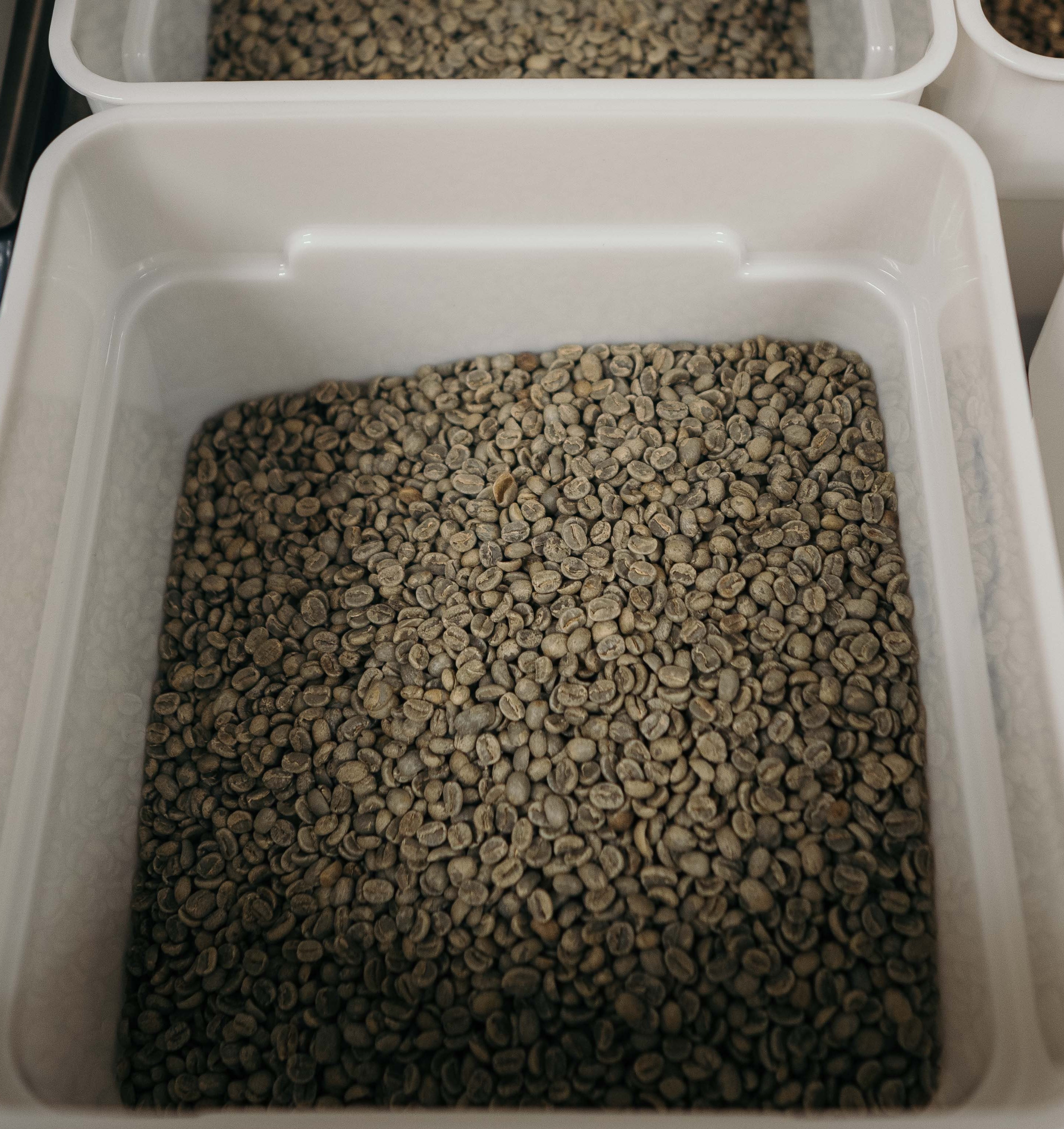 processed coffee bean