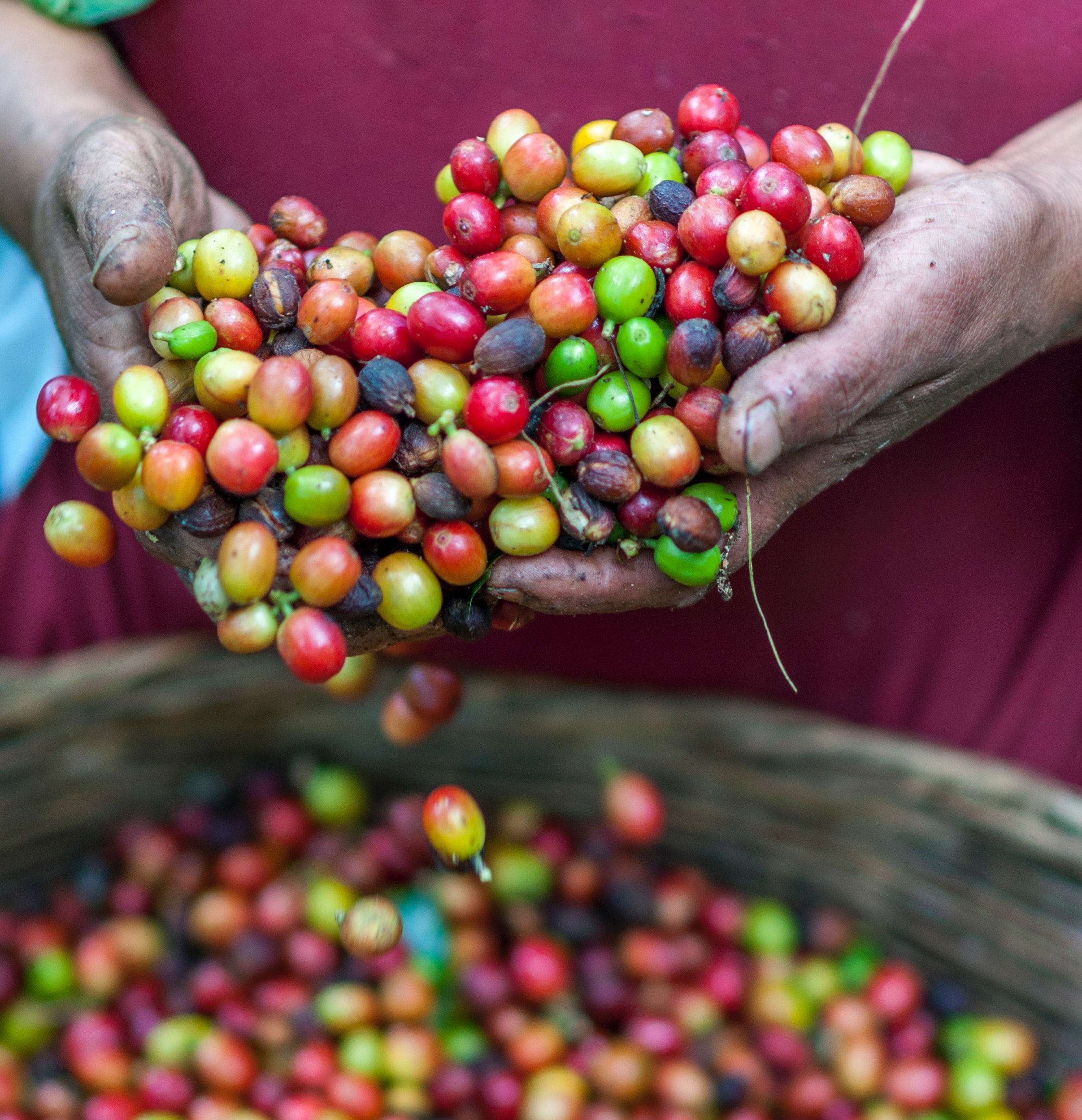 ripe cofee beans /></div>
                        <div class=